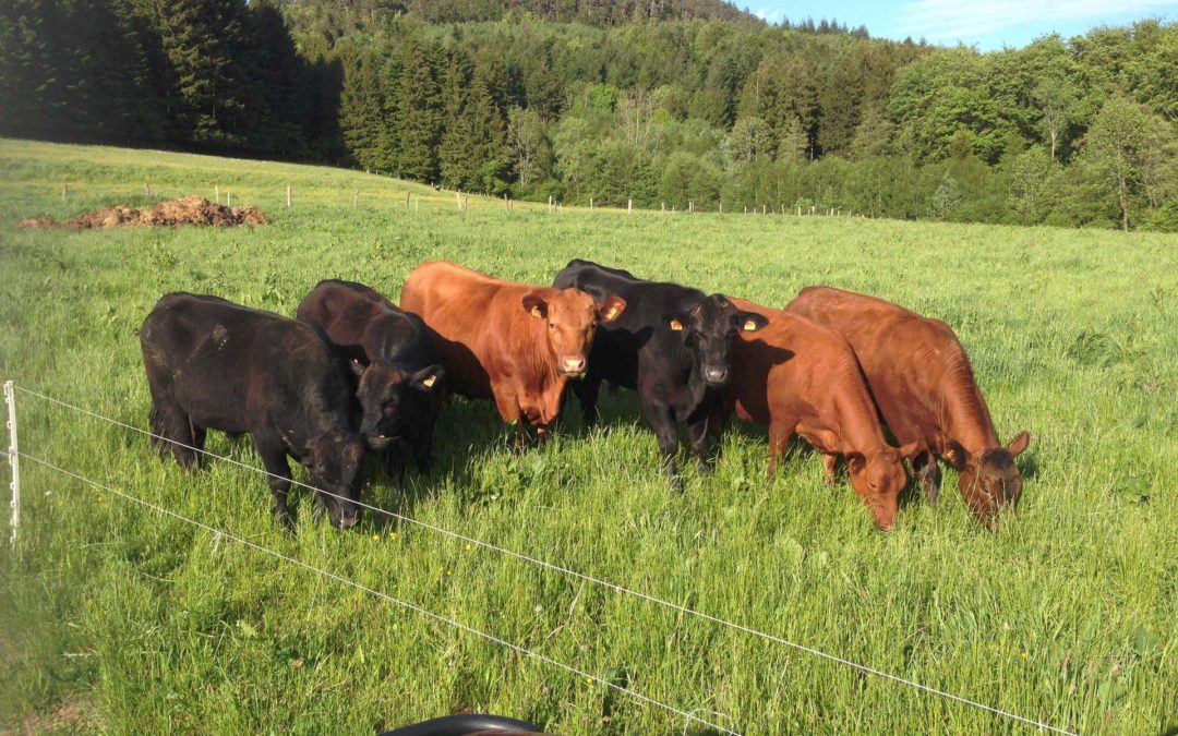 Consommer de la viande bio, oui mais pourquoi ?