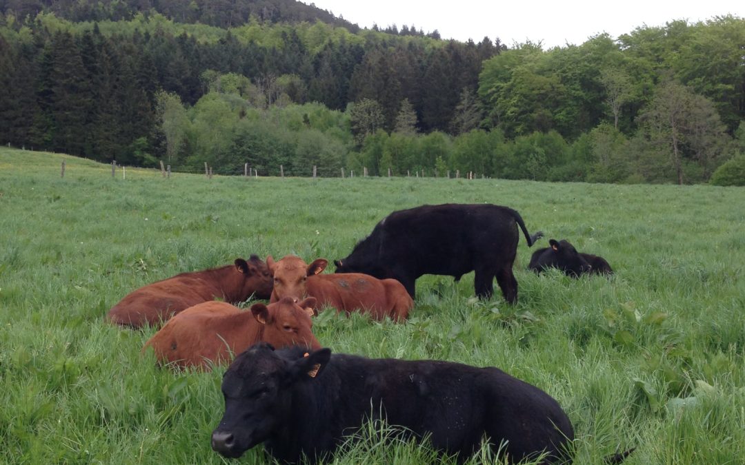 Ferme bio à proximité de Saint-Dié