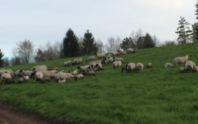 Ferme dans les Vosges, des produits authentiques