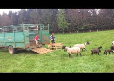 Elevage d’agneaux – Ferme Albrecht