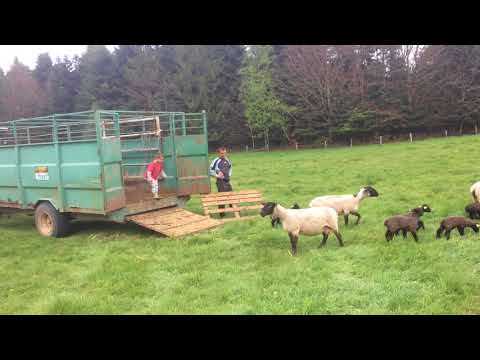 Elevage d’agneaux – Ferme Albrecht