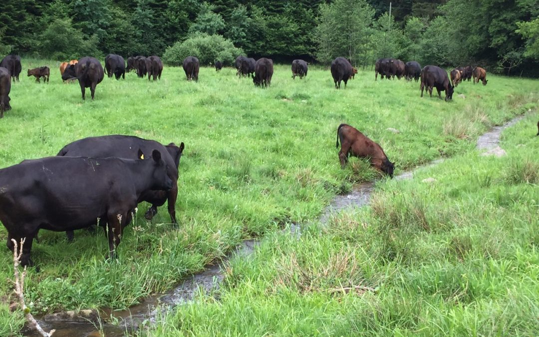 Elevage bovin dans les Vosges