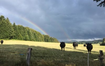 Viande bio en ligne, découvrez nos produits de la ferme