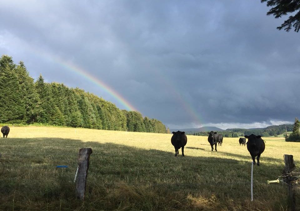 Viande bio en ligne, découvrez nos produits de la ferme