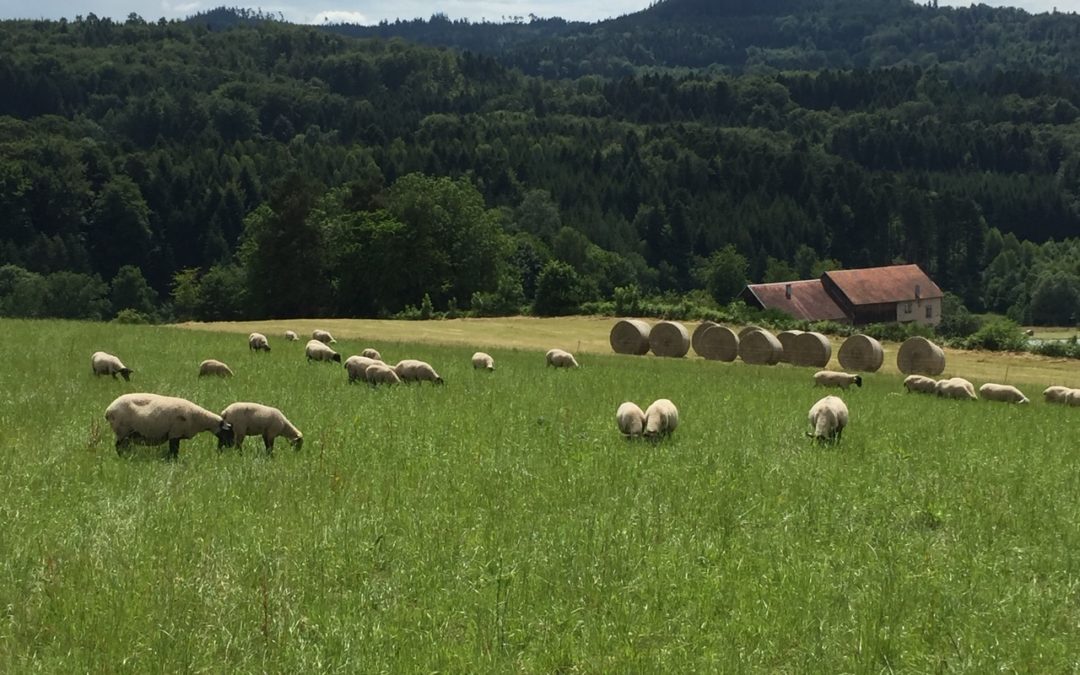 Pourquoi manger de la viande bio ?