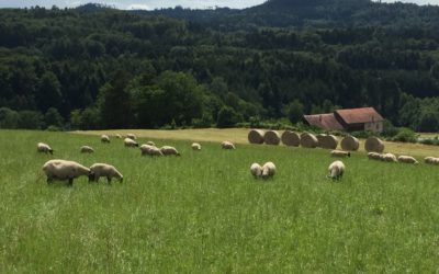 Pourquoi manger de la viande bio ?